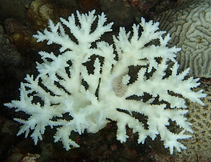 Bleached Acropora coral from Abu Dhabi reefs
