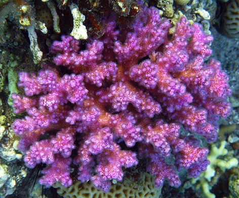 Pocillopora damicornis from the Red Sea expressing a pink chromoprotein